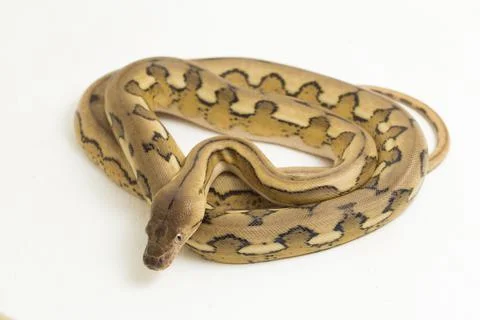 Platinum tiger reticulated python snake Photos