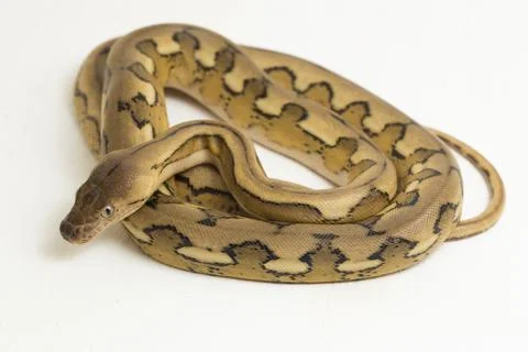 Platinum tiger reticulated python snake Photos