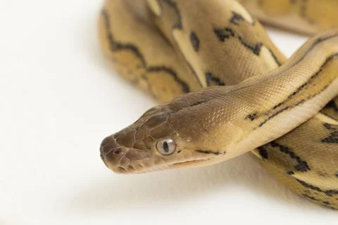 Platinum tiger reticulated python snake Stock Photos