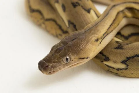 Platinum tiger reticulated python snake Stock Photos