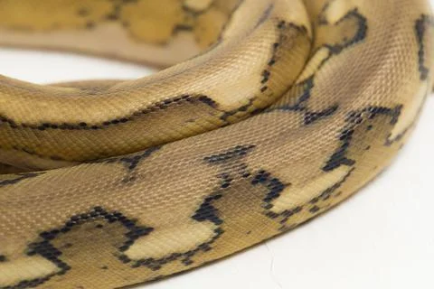 Platinum tiger reticulated python snake Photos