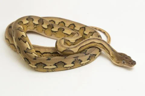 Platinum tiger reticulated python snake Photos