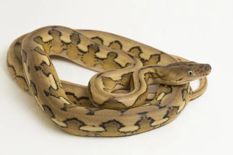 Platinum tiger reticulated python snake Photos