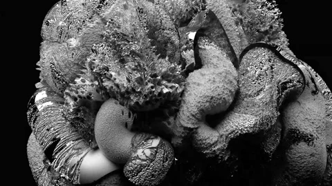 Platonik 스톡 동영상 259216569