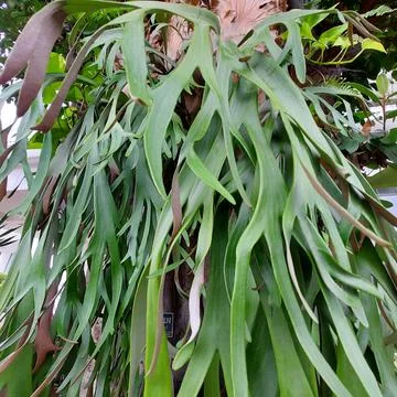 Platycerium bifurcatum is a fern native to Java which is spread all over the wor Stock Photos