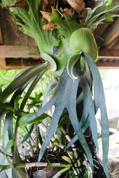 Platycerium bifurcatum, native plants of Java Stock Photos