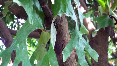 Platycerium on the tree Video stock 96772094