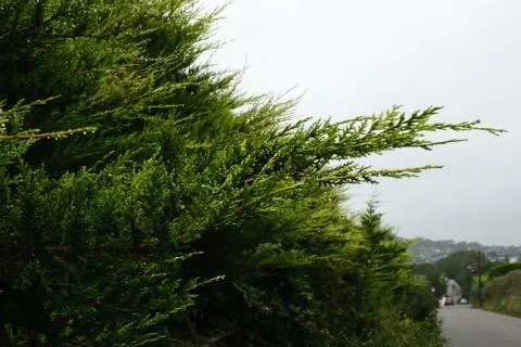 Platycladus Stock Photos