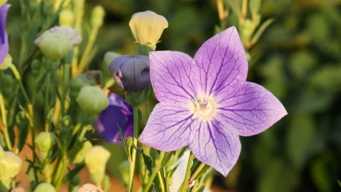 Platycodon balloon flower in a wind Видео 162600239