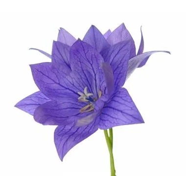 Platycodon bell flower Stock Photos