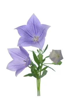 Platycodon bell flowers Stock Photos