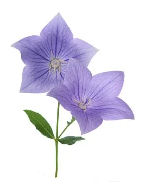 Platycodon flower Stock Photos