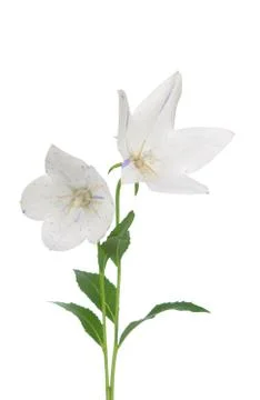 Platycodon grandiflorus flower Stock Photos