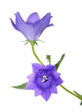 Platycodon grandiflorus flower Stock Photos