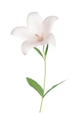 Platycodon grandiflorus Stock Photos