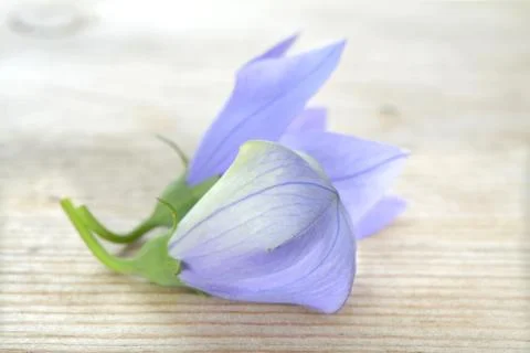Platycodon grandiflorus Stock Photos