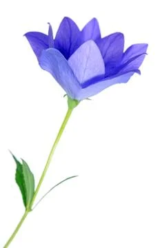 Platycodon grandiflorus Stock Photos