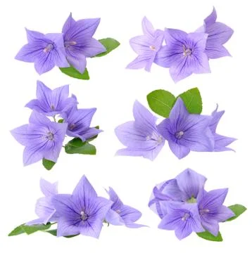 Platycodon grandiflorus Stock Photos