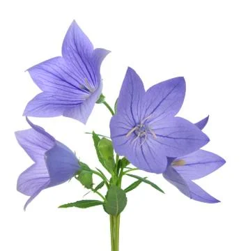 Platycodon, Stock Photos