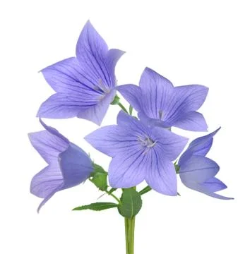 Platycodon, Stock Photos
