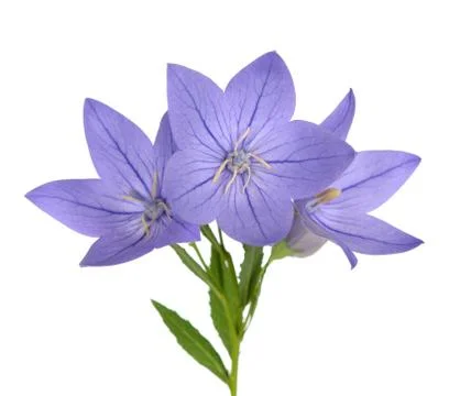 Platycodon, Stock Photos