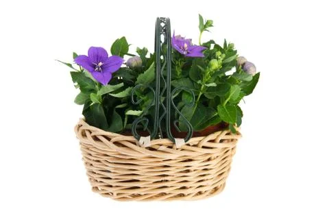 Platycodon in wicker basket Stock Photos