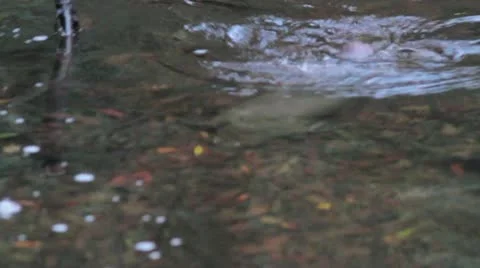 Platypus 1 Vídeos de archivo 10855367