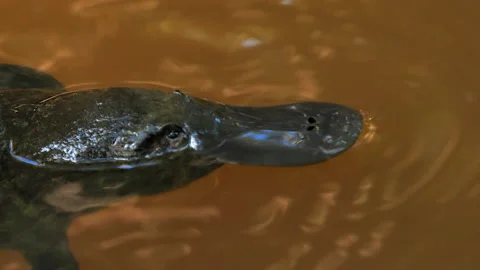 Platypus dives  Stock Footage 139918546