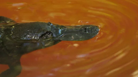 Platypus dives  Stock Footage 139918808
