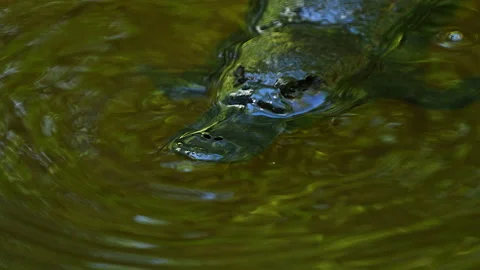 Platypus dives  Stock Footage 139920272