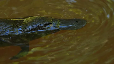 Platypus dives  Stock Footage 139920526