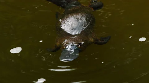 Platypus dives  Stock Footage 139921257