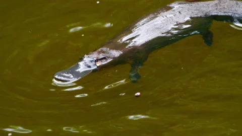 Platypus dives Stock Footage 139956445
