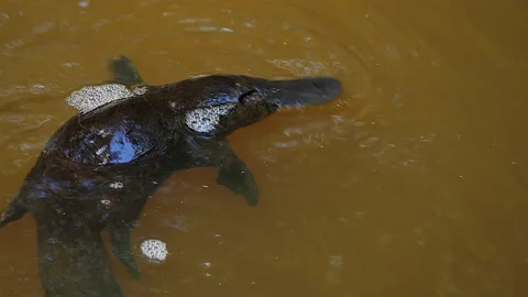 Platypus dives Stock Footage 139957534