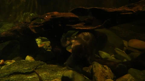 Platypus feeding Stock Footage 139957337