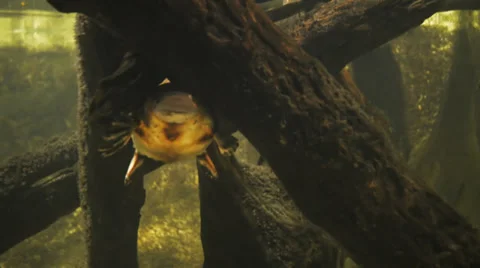 Platypus Stock Footage 29236623