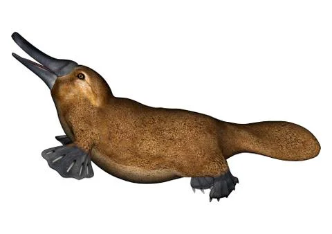 Platypus Stock Illustration