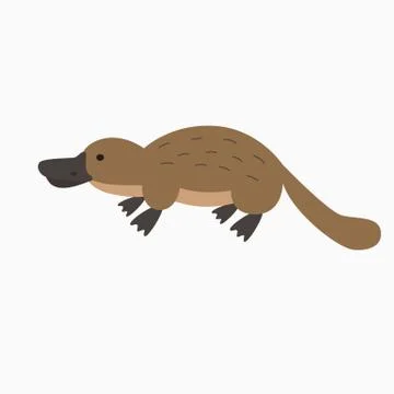 Platypus Stock Illustration