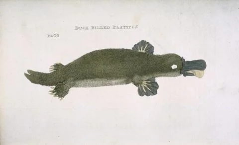 Platypus Illustration Stock Photos