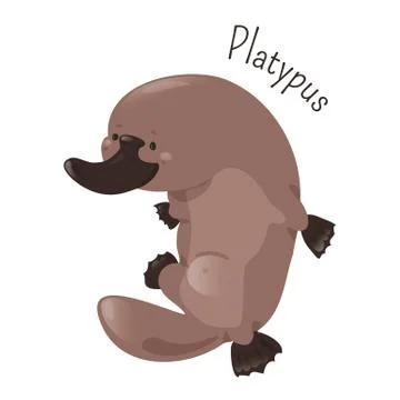 Platypus isolated on white background Stock Illustration
