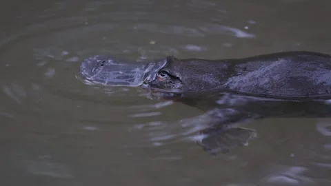 Platypus lay on the water surface and dive portrait Stock Footage 320447107
