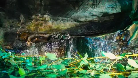 The Platypus Stock Photos