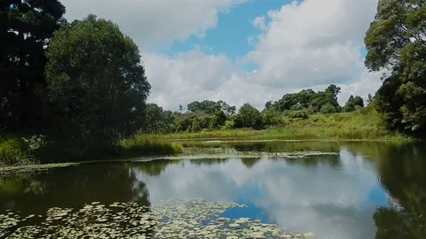 Platypus Pond Stock Footage 109425968