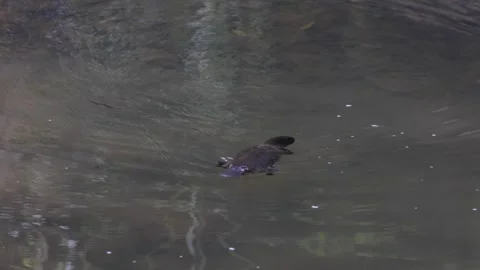 Platypus swim and dive down under water in creek during the day Stock Footage 287909480