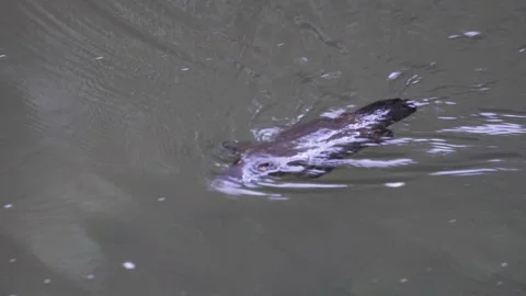 Platypus swim and dive down under water in creek Stock Footage 287909485