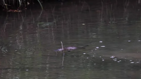 Platypus swim and dive down under water in river during the day Stock Footage 287909488