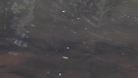 Platypus swim on surface diving underwater steering up mud looking for food Stock Footage 286328525