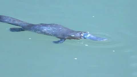 A platypus swimming in the broken river Stock Footage 219401976