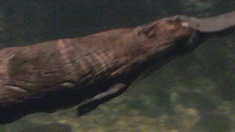Platypus Swimming Underwater Stock Footage 86665302