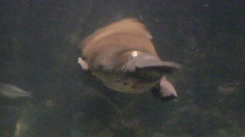Platypus Swimming Underwater Stock Footage 86665312